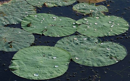Indian lotus at Lotus Pond in India, showing the lotus effect after rain
